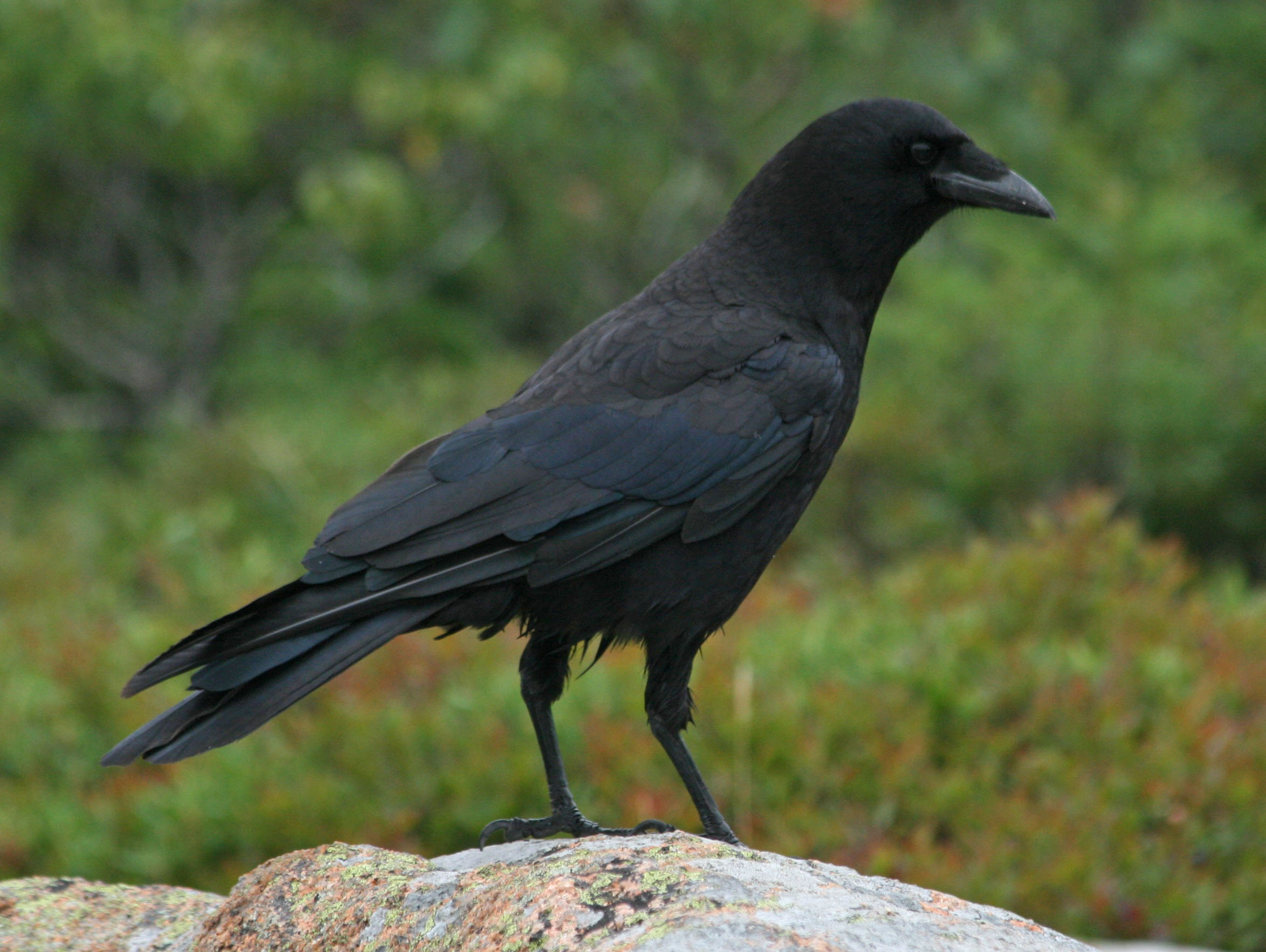 What Are The Black Birds That Look Like Crows In Texas